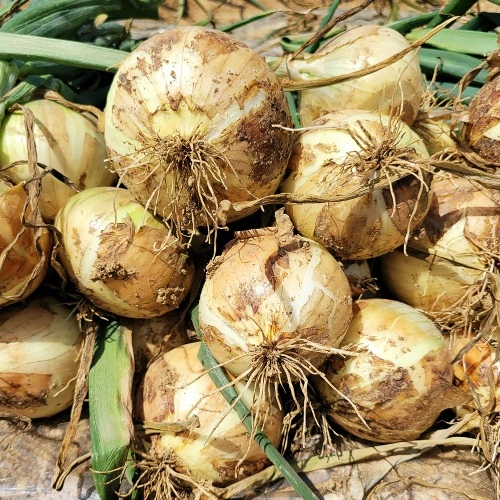 양파&깐마늘, 3천원 할쿠(1인3매), 신규+플친시 1만이상 2천 쿠폰 총 2장 중복가능(양파1kg+마늘1kg 6,800) (6,800원/무료)