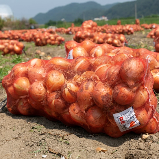 국산 햇 양파 3kg (5,520원/무료)