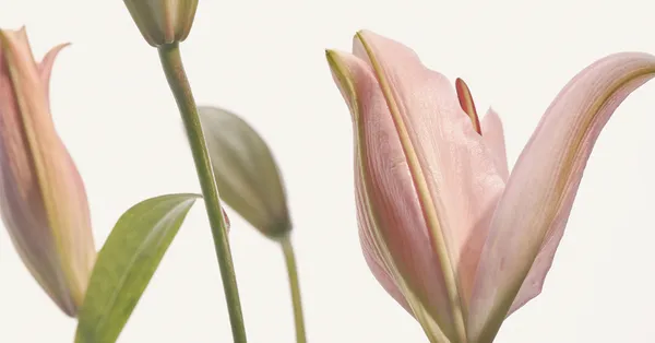 향수&퍼퓸향수 990원 2,500원