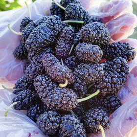 고창 토종 냉동 오디 1kg 트레이 특품 과상 2호