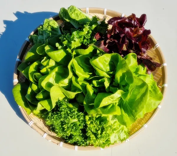 유럽 샐러드 채소 1.5kg