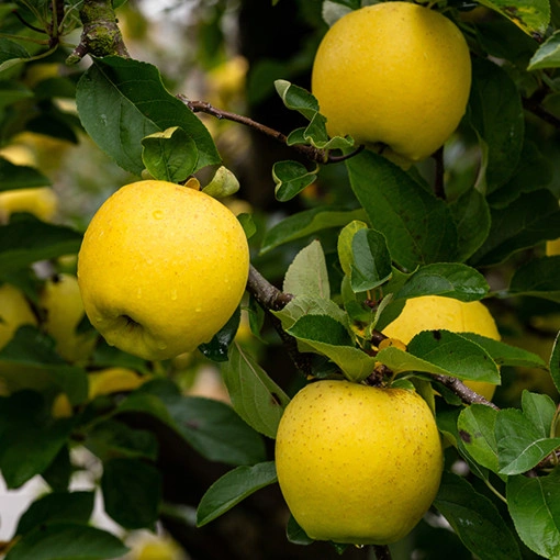 황금사과 시나노골드 2kg 특가 (12900원/무료) 7천원할인쿠폰