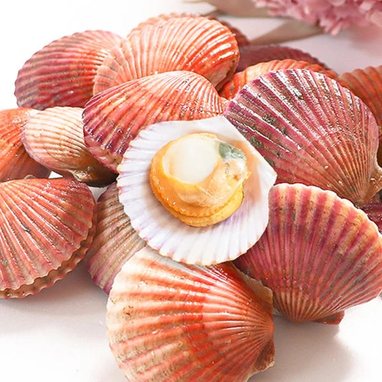 당일바리 제철 홍가리비 2kg ( 11,500원 / 무료 배송 )