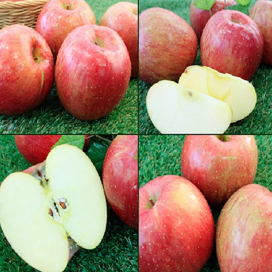 햇사과 10kg 크기랜덤.품종랜덤 발송 ( 24,350원 / 무료 배송 )