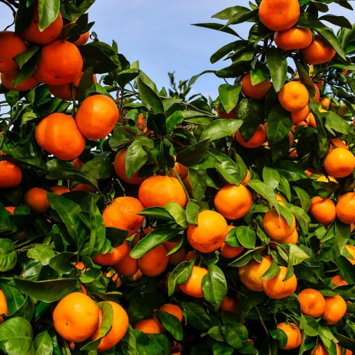 제주도 산지직송 귤10kg (13,900원/무배)