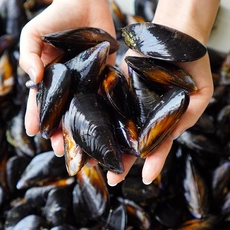 쿠팡)신우수산 국내산 남해안 손질 세척 홍합 당일채취/발송, 3kg, 1개