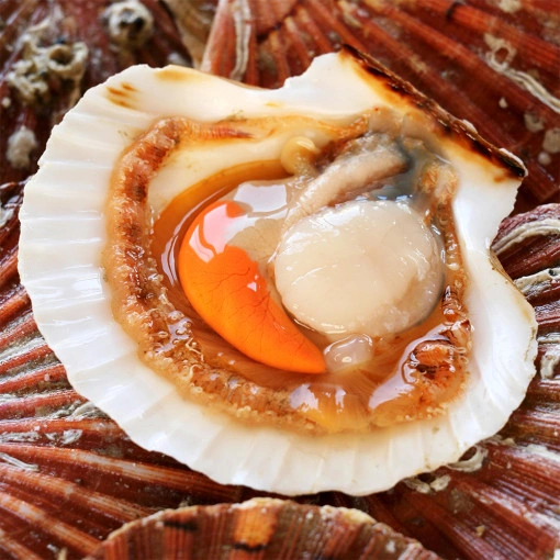 가리비 1kg (1,900원/4000원)