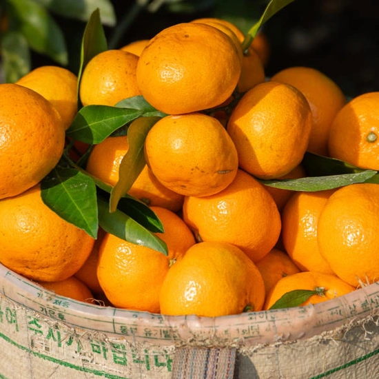정화네농원 제주 효돈감귤 고당도 노지 조생 감귤 가정용 10kg ( 9,900원 / 무료 배송 )