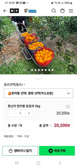 제주도 고당도 못난이 가정용 5kg 20200원 무배