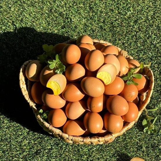 당일산란 농장직송 대란 특란 60구 (12,240원/무료)