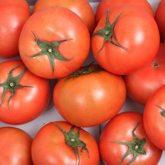 완숙 찰 토마토 5kg 10kg 3kg 국내산 못난이 토마토 5키로 쥬스용 (10900/무료)