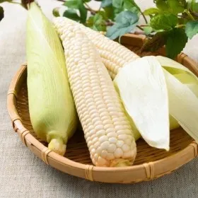 지마켓) 남도 햇 찰옥수수 20개입 특품 14cm 이상 16720원/3만이상무배