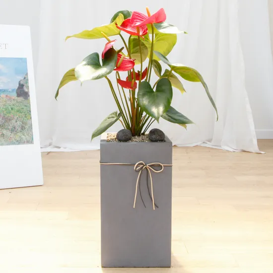 실내공기정화식물 안스리움 중형 반려 식물인테리어 키우기쉬운 승진축하화분 그레이사각 P.P그늘 (80000/무료)