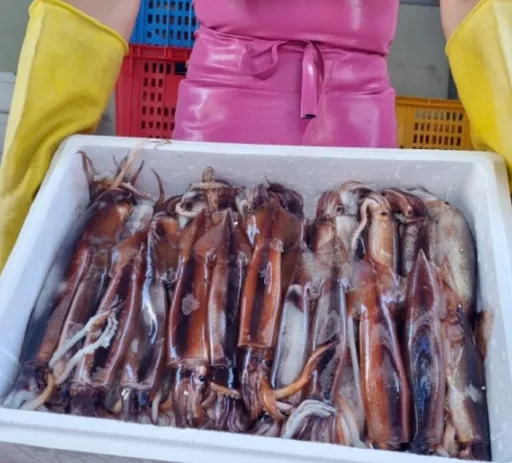 국내산 활 채낚오징어 1kg 통찜 3~5미