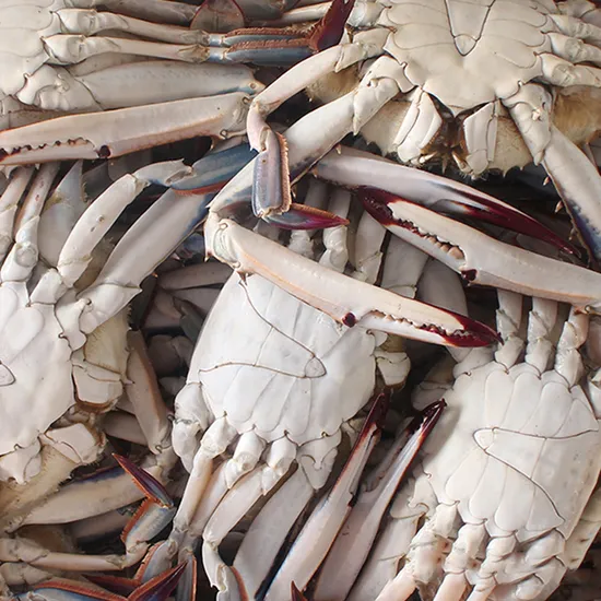 활 숫꽃게 1kg 3-5미