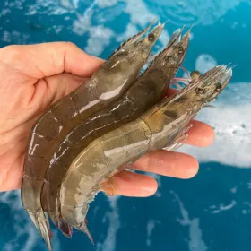 국내산 흰다리새우 1kg 대 30-35미 1kg 특 25-29미