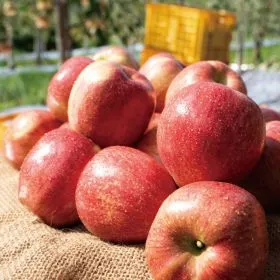 경북 홍로사과 3kg 소과 18과