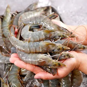 신안 흰다리새우 1kg+1kg (1kg 당 25-35미 내외)