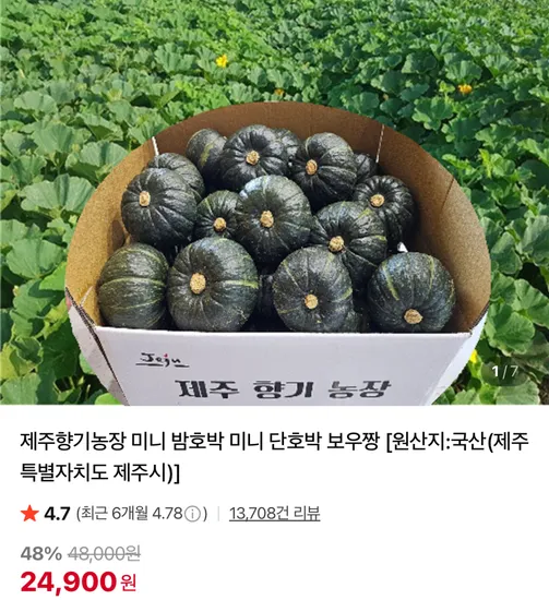 제주향기농장 미니 밤호박 미니 단호박 보우짱