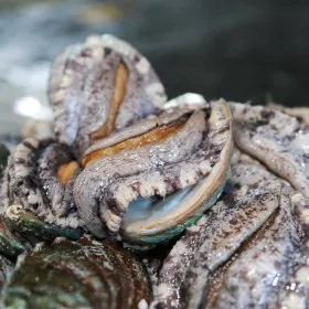 바다마을 완도 참전복 왕특대 8~9미 1kg