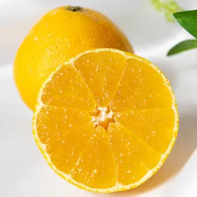 제주 황금향 가정용 하우스 황금향 2kg 5~13과내외