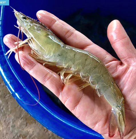 국산 흰다리새우 1kg 왕새우