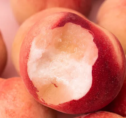 신비복숭아 납작복숭아 딱딱이 말랑이 거반도 대극천 천도 백도 황도 하우스 외 다양