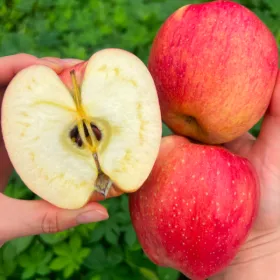 산지직송 홍로 사과 가정용 햇홍로사과 사이즈랜덤 2kg