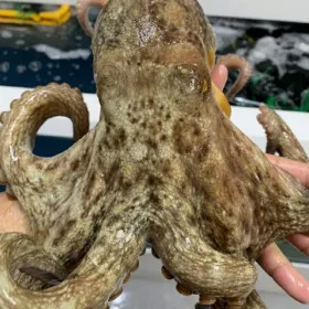 국내산 자연산 활 돌문어 1kg (1-3미)