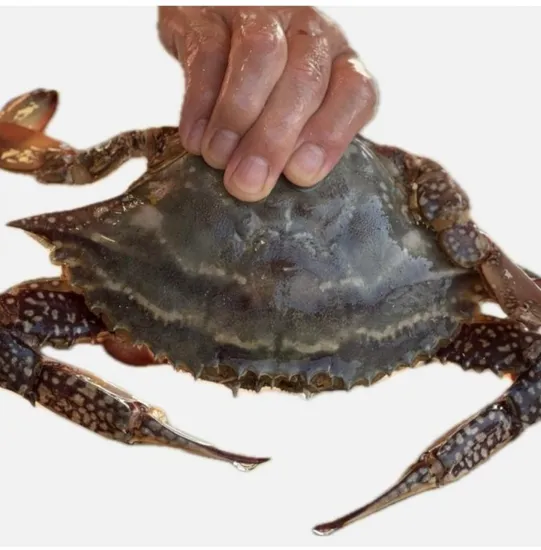 태안 꽃게 3kg 급냉