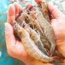 국내산 활새우 1kg 30미~35미, 25미~29미