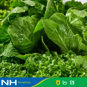 유러피안샐러드 4종 1kg