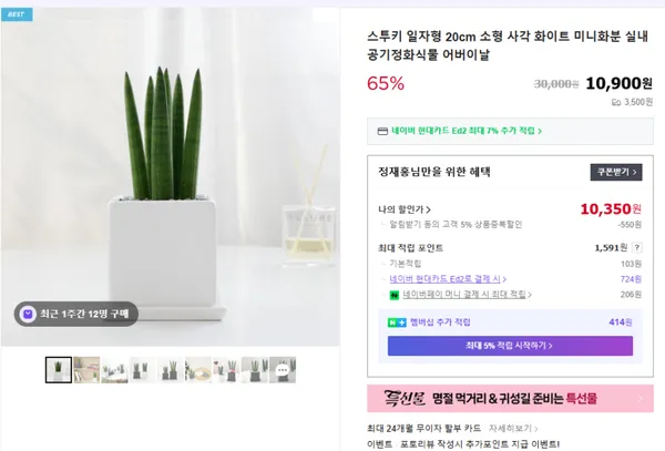 스투키 일자형 20cm 소형 사각 화이트 미니화분 10,900원