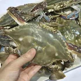 국내산 연평도 활 숫꽃게 2kg 6~12미