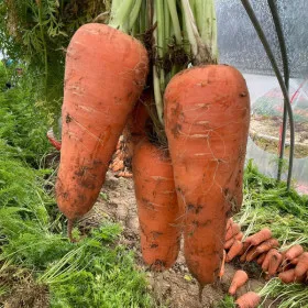 국내산 햇 당근 흙당근 5kg