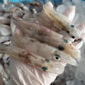 총알한치 1kg 30~50미