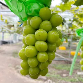 스윗킹 김천 샤인머스켓 특품 샤인머스켓 2kg 2-3수