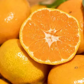 제주 산지직송 노지감귤 5kg S M L 외 다양