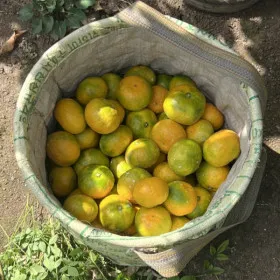 제주 산지직송 햇감귤 3kg (2S/S) 로얄소과 10800원