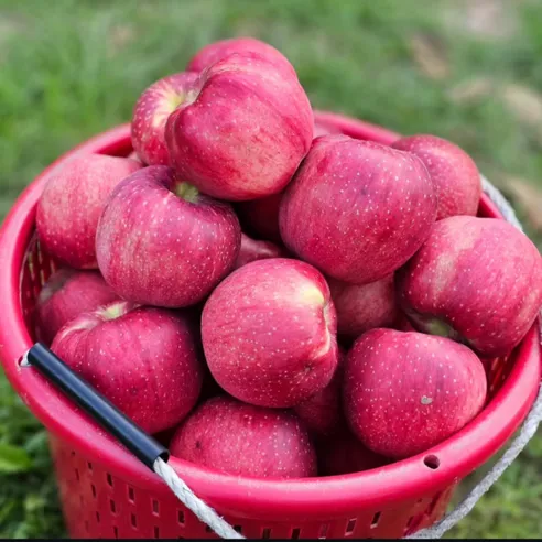 고당도 껍질째먹는 햇사과 꿀사과 1박스 2kg