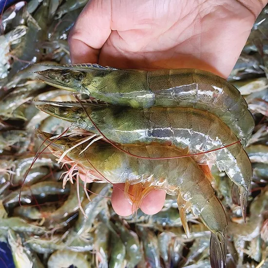 자연산 대하 1kg 25미 내외