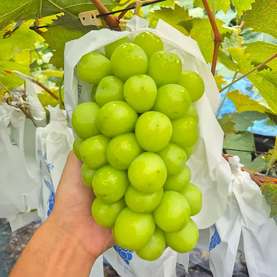 프리미엄 수출용 고당도 샤인머스켓 2kg 1+1