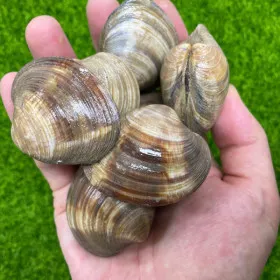 생물 백합탕 1.5kg 초장