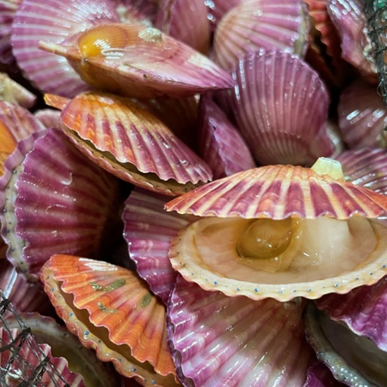 통영 세척 홍가리비 3kg (키로당 25~30미내외)