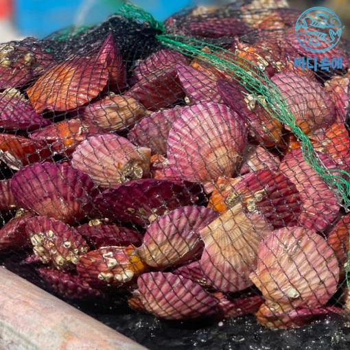 통영 고성 제철 비단 홍 가리비 1kg