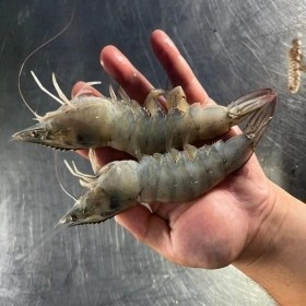 국내산 제철 흰다리 왕 새우 대하 생물 1kg 27미내외(25미~29미내)