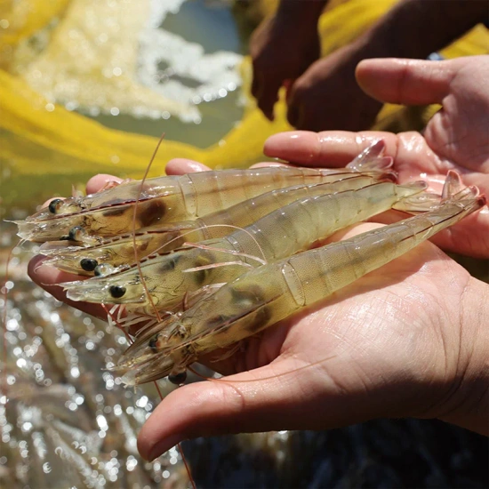 신안 생 새우 1kg 20미~30미 (14,288원 / 무배)