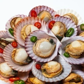 통영 당일조업 홍가리비 2kg/50미이내