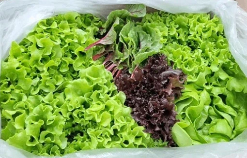 다이어트용 유러피안 샐러드 (10.900원 / 무배)