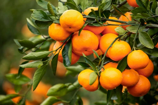 레드향 2kg (5,900원 / 무배)